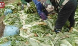 最新爆料老坛酸菜视频网,揭秘食品行业潜规则